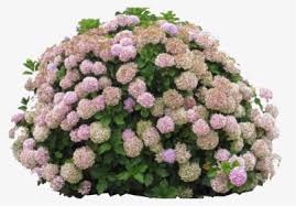 Find the perfect hydrangea bush stock illustrations from getty images. Clip Art Hydrangea Bush Hd Png Download Kindpng