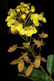 Image result for Acridocarpus natalitius