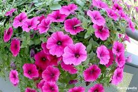 Petunia Flowers How To Plant Grow And Care From Seeds Petunia Flower Petunias Plants