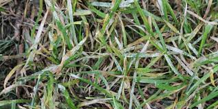 Orangish rust spores are visible on leaf blades of a grass plant. Red Thread Powdery Mildew How To Prevent Yard Fungus Allen Outdoor
