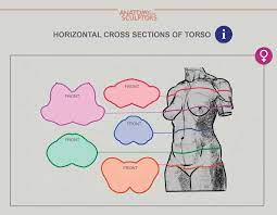 Improve your figurative art skills and ignite your lifelong interest for. Artstation Cross Section Of Female Torso Anatomy For Sculptors