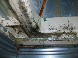 Can mold really live inside your air conditioner? What If I M Told I Have Mold In Air Conditioner Or Furnace Homesense