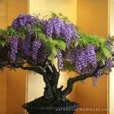 Bonsai Wisteria Bonsai Seeds Wisteria Bonsai Bonsai