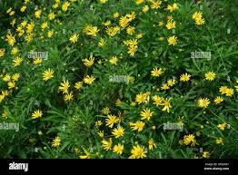 Image result for Chrysanthemoides
