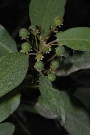 Image result for Clutia pulchella