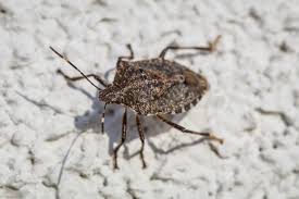 Stink bugs are light brown and tan with an alternating brown and. What Attracts Stink Bugs To My House 6 Reasons They Come Inside