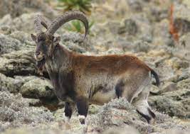 The walia ibex (capra walie, ge'ez: Walia Ibex Wikipedia