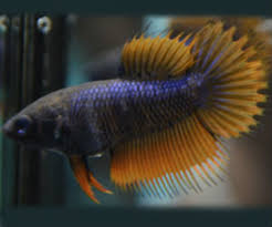 Betta Female Fish For Sale Bettafishforsale Org