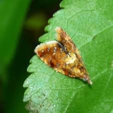 Image result for Telechrysis tripuncta