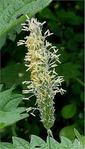 Plants are classified in several different ways, and the further away from the garden we get starting from the top, the highest category, plants have traditionally been classified as follows. Alopecurus Pratensis Wikipedia
