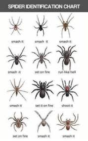 25 Best Spider Identification Chart Memes Set It On Fire