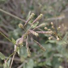 Image result for Commicarpus