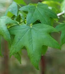 Maybe you would like to learn more about one of these? Sweetgum