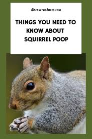 Image result for squirrel poop