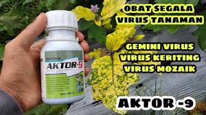 Penyakit virus pada ikan lele terjadi pada ikan yang berumur kurang dari satu tahun (seperti larva atau bibit) atau pada ikan. Pengendalian Penyakit Virus Kuning Gemini Virus Pada Tanaman Terong Dengan Pestisida Aktor 9 Youtube