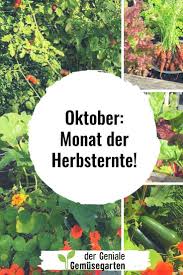 Die Letzte Woche War Herrlich Im Garten Temperaturen Um Die 20 C Und Sonne Das Gemuse Hat Nochmal Einen Echten Schub Herbst Ernte Garten Gemusegarten Anlegen