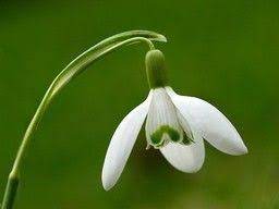 Legend Of The Snowdrop January Birth Flowers Birth Flowers Flowers Perennials