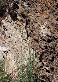 Image result for Andropogon