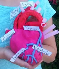 Let S Take A Trip Through The Cardiovascular System Human Body Projects Human Body Science Cardiovascular System