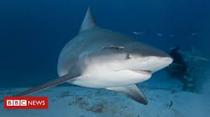 He is believed to have been bitten by a bull shark, which are present in the swan river but are very rarely involved in attacks. Pregnant Woman Rescues Husband From Shark Attack In Florida Bbc News