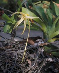 Image result for Angraecum moandense