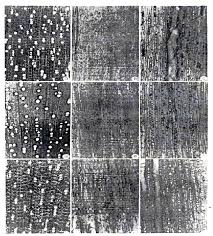 Image result for Diospyros sp. no. 1 sensu FZ