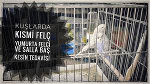 Kuslarda Kismi Felc Yumurta Felci Ve Salla Bas Kesin Tedavisi Youtube