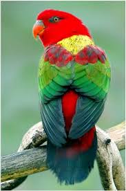 Yellow Backed Chattering Lory By Mikerc Beautiful Birds Colorful Parrots Animals Beautiful