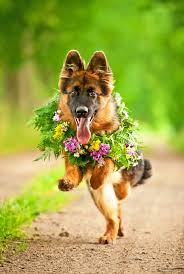 Blader door de 11.823 dogs in flowers beschikbare stockfoto's en beelden, of begin een nieuwe zoekopdracht om meer stockfoto's en. How To Dress Your Dog In Flowers For The Wedding Marco Island Weddings Special Events