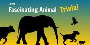 Some of them do not hurt, but some attack on the human beings. Test Your Trivia Skills By Taking Peta S Fascinating Animals Quiz