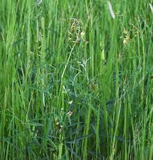 Image result for Crotalaria namuliensis