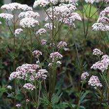 Image result for Valeriana capensis