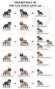 Black American Bully Xl Price Tri American Bully Breeding Chart Bully Pitbull Bully Breeds Chart American Bully