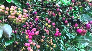 Image result for Memecylon