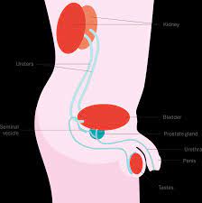 Incontinence after radical prostatectomy sucks. Prostate Cancer Facts Prostate Cancer Research