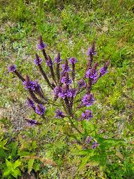 Image result for foto verbena