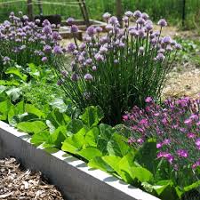 Bluhende Krauter Fur Den Garten Sind Schon Und Pflegeleicht Diy Krautergarten Garten Pflanzen Gartengestaltung