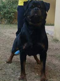 This breeder has only a few litters of rottweiler puppies for sale in california per year which are booked well in advance. Rottweiler Puppy For Sale Adoption Rescue For Sale In Moreno Valley California Classified Americanlisted Com