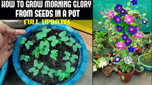 They are one of the last annuals to bloom in most regions, often in august or even early september. How To Grow Morning Glory From Seed Full Information Youtube