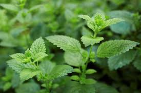 Erdbeeren (fragaria) zählen zur familie der rosengewächse (rosaceae) und gehören damit zur selben pflanzenfamilie wie äpfel, kirschen, quitten und erdbeeren sind mehrjährige pflanzen, die aufgrund ihrer lebensweise zu den stauden gezählt werden. Welche Krauter Passen Zusammen Plantura