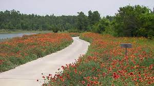 Find & download free graphic resources for blanket flower. Indian Blanket Seeds Gaillardia Pulchella American Meadows
