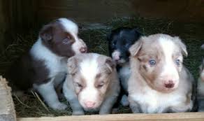 The collie might have gotten famous thanks to the lassie movies and television series, but that's actually just one type rough & smooth variety puppies. Puppyfinder Com Border Collie Puppies Puppies For Sale Near Me In Alabama Usa Page 1 Displays 10