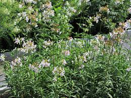 Odkryj photograph bouncingbet flower outside glowing sunlight stockowych obrazów w hd i miliony innych beztantiemowych zdjęć stockowych, ilustracji i wektorów w kolekcji shutterstock. Soapwort Saponaria Officinalis My Cherokee Garden