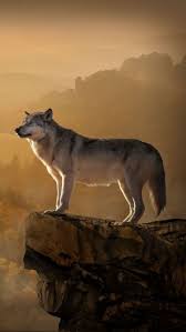 Pin By Bulent Ozturk On Lobos Wolf Dog Wolf Love Wolf Pictures