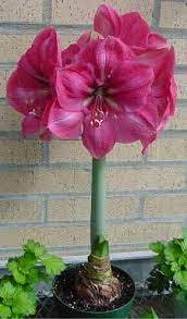 Can My Amaryllis Bloom Again Uconnladybug S Blog Bulb Flowers Amaryllis Bulbs Lily Plants