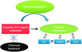 Intrinsic bioremediation also known as natural attenuation is an in situ bioremediation technique, which involves passive remediation of polluted sites, without any external force (human intervention). 1 Natural Attenuation And Bioremediation Are Widely Accepted Download Scientific Diagram