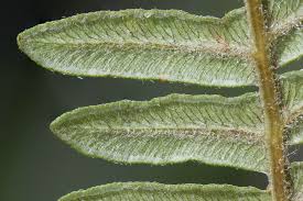 Image result for Pteridium aquilinum