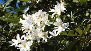 If you prune clematis immediately after bloom time is finished, you won't have to worry about removing next year's flowers. How To Grow And Care For Clematis Bunnings New Zealand