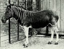 Things Back Then Extinct Animals Rare Animals Extinction