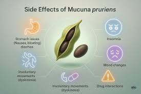 Image result for Mucuna pruriens